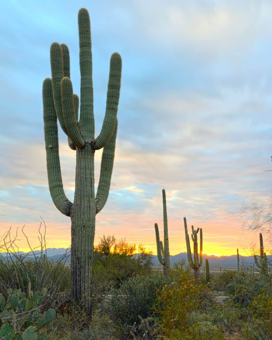 アメリカ内務省さんのインスタグラム写真 - (アメリカ内務省Instagram)「A massive saguaro cactus reaches its curved arms up towards a sunset sky at Saguaro National Park in #Arizona. Sentinels of the American #Southwest, the #saguaro has adapted to survive on little moisture, spreading its roots out in a wide, radial fashion and storing water in its pleats. These amazing #plants grow slowly, eventually reaching higher than 40 feet and living as long as 200 years. While we encourage everyone to appreciate them, please don't try to hug a saguaro. It's covered in spikes. Photo @saguaronationalpark by Tom Arends (www.sharetheexperience.org). #usinterior #RecreateResponsibly」8月4日 9時05分 - usinterior