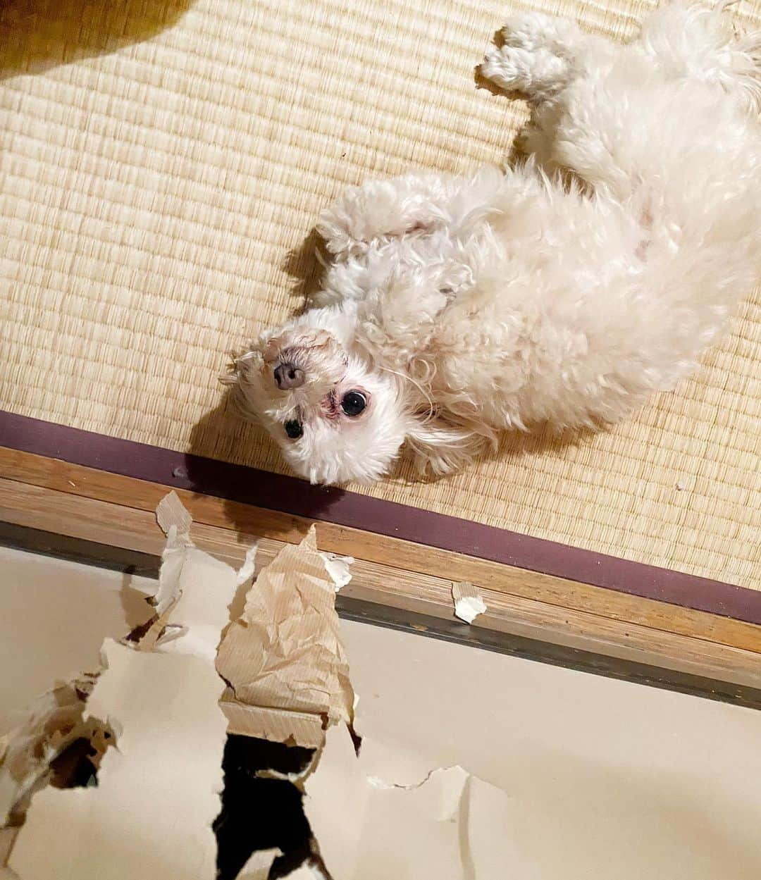 May Pakdee メイ パクディのインスタグラム：「My sweet baby made a tunnel through 2 rooms 😳🐶😂 he must have had an amazing time 🔨. . . . . #Tatami #JapaneseRoom #Paperdoor #maltipoo #naughtydog #hadagoodtime . . . ピーナッツ襖トンネル作りました🧱😳😂ダメ　#ダメ〜　#マルプー #楽しかった？」