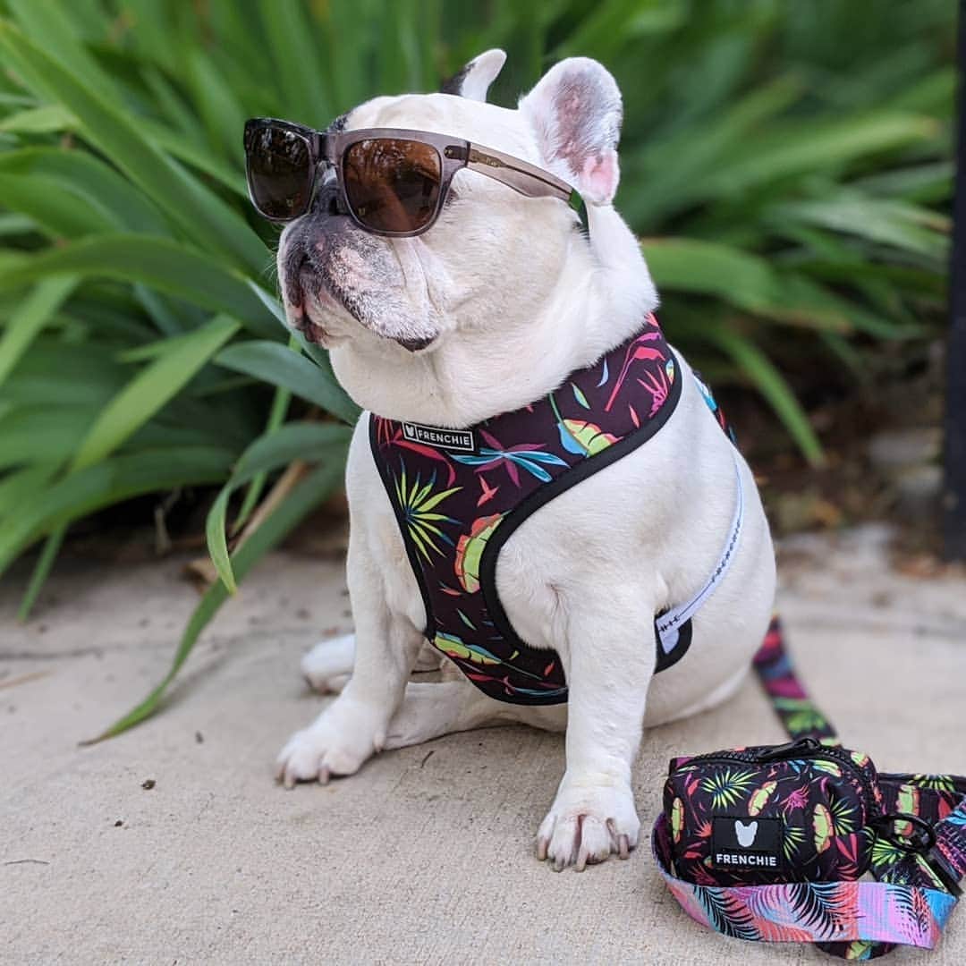 Manny The Frenchieのインスタグラム：「Its a vibe! 😎 @frenchie_bulldog . . More summer gear launching tomorrow!」