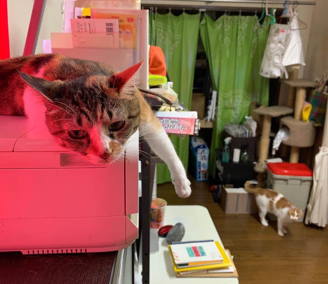 Kachimo Yoshimatsuさんのインスタグラム写真 - (Kachimo YoshimatsuInstagram)「とーちゃん、あのこったら、ねてたらおそってくるのよ。ちゃんといいきかせてね！ おねがいよ！  #うちの猫ら #oinari #castella #猫 #ねこ #cat #ネコ #catstagram #ネコ部 http://kachimo.exblog.jp」8月4日 10時06分 - kachimo