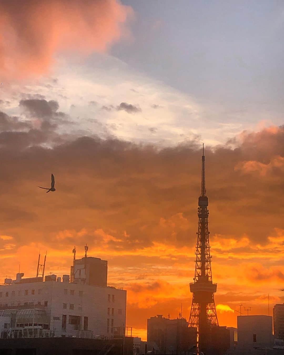 のインスタグラム：「In the land of the rising sun🌅  おはよう😌  #おはよう  #おはようございます #東京タワー #東京タワー🗼  #東京 #六本木 #麻布十番 #朝日 #goodvibes #goodmorning #sunrise #sunriseoftheday #japan #tokyotower #roppongi #azabujuban #risingsun# #noedit」