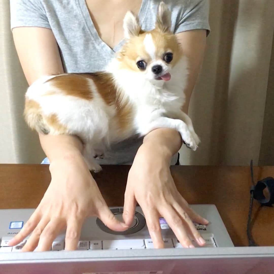 ちまのインスタグラム