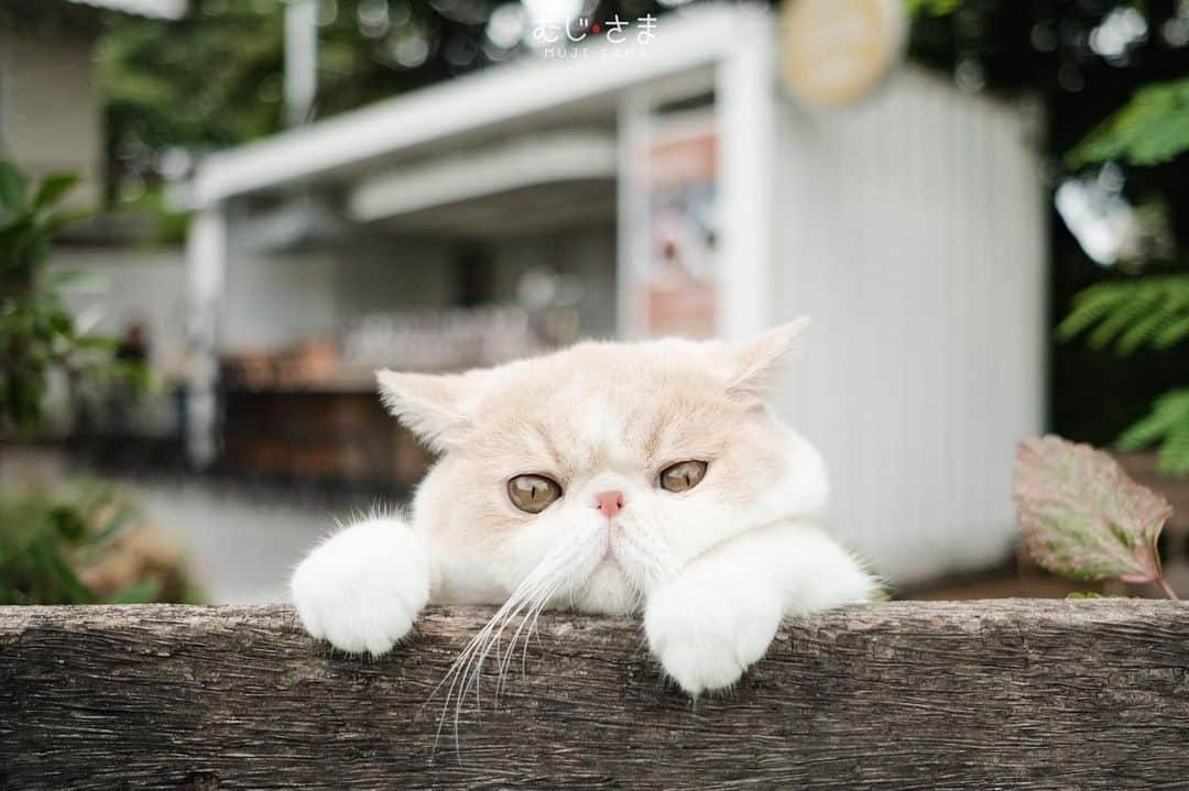 むじさまさんのインスタグラム写真 - (むじさまInstagram)「Morning ✋」8月4日 10時53分 - mujisama