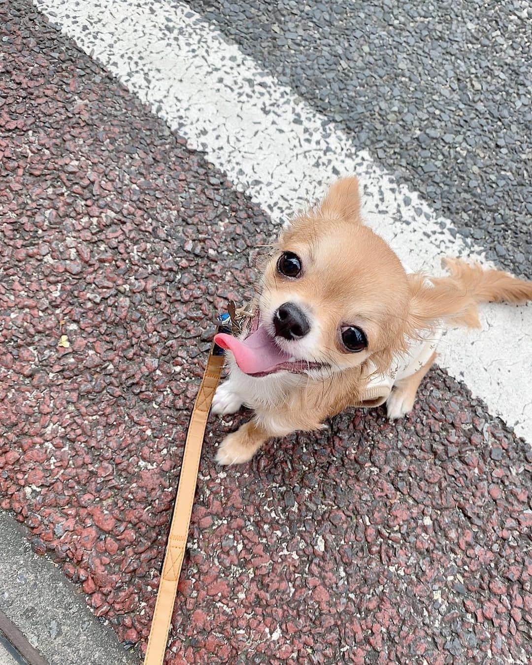 COCOさんのインスタグラム写真 - (COCOInstagram)「. @moncheri.dog の可愛いお洋服着て お散歩デビュー🐩👣 . お外大好きみたいで良かった♡ 初めてのお散歩ははしゃぎすぎて疲れたみたいで沢山あくびしてました😴💤お疲れさまでした☺️」8月4日 11時04分 - coco_coco000