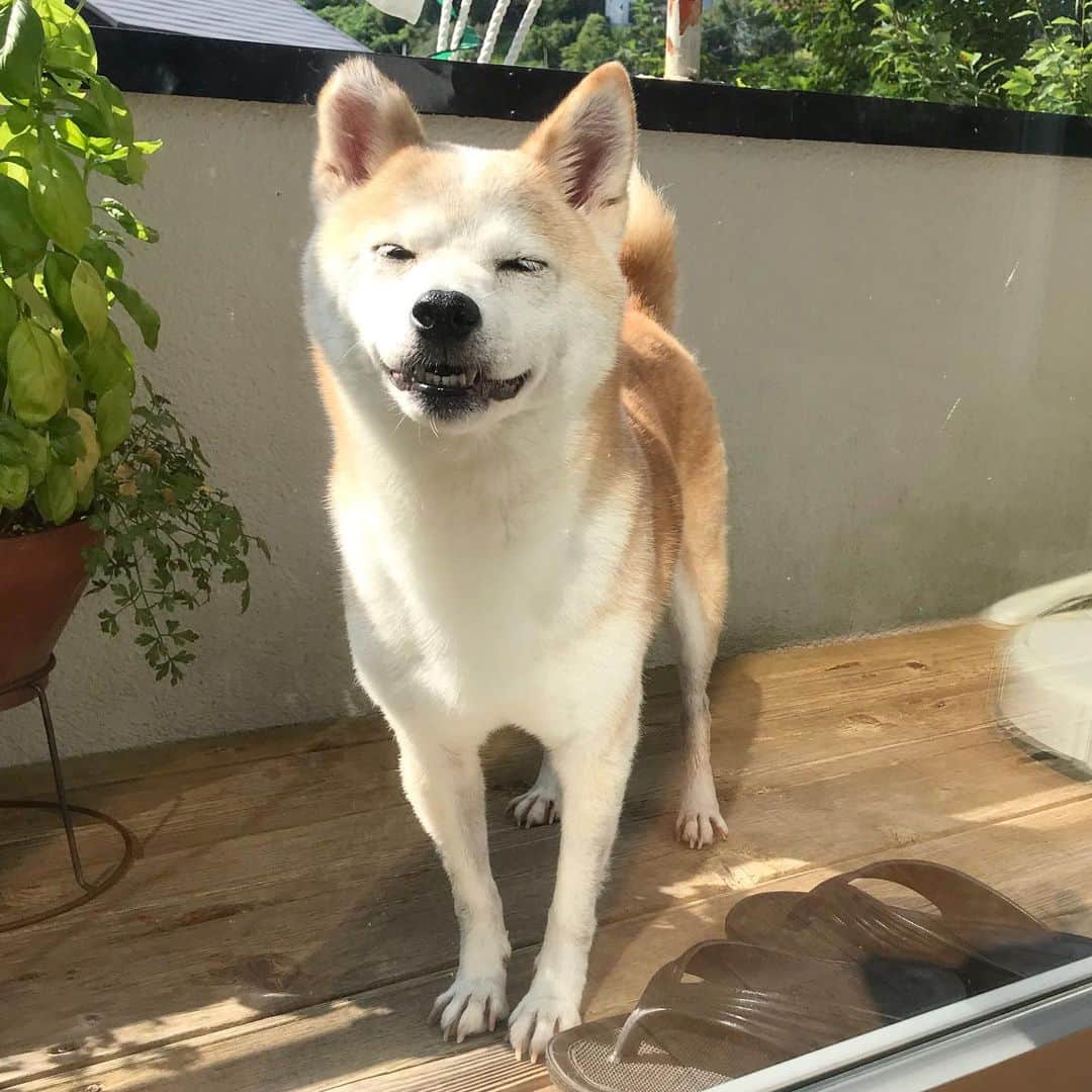 のインスタグラム：「今日は朝から何度も出たり入ったりを繰り返していたリリコさん🐶 暑くなってくるとガラス越しに目力👁👁を使ってきます（笑）」