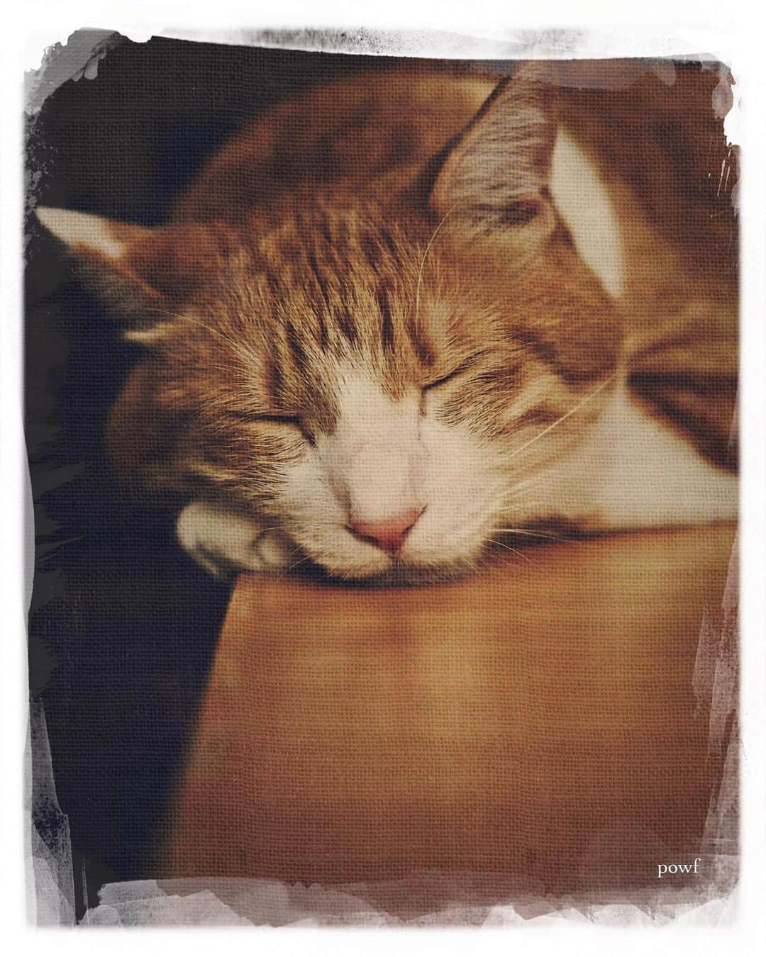 anemone_69のインスタグラム：「. #ハカセとキョウジュ #茶トラ白 #茶白 #cat #猫 #保護猫 #DreamCanvas_powf . . .」
