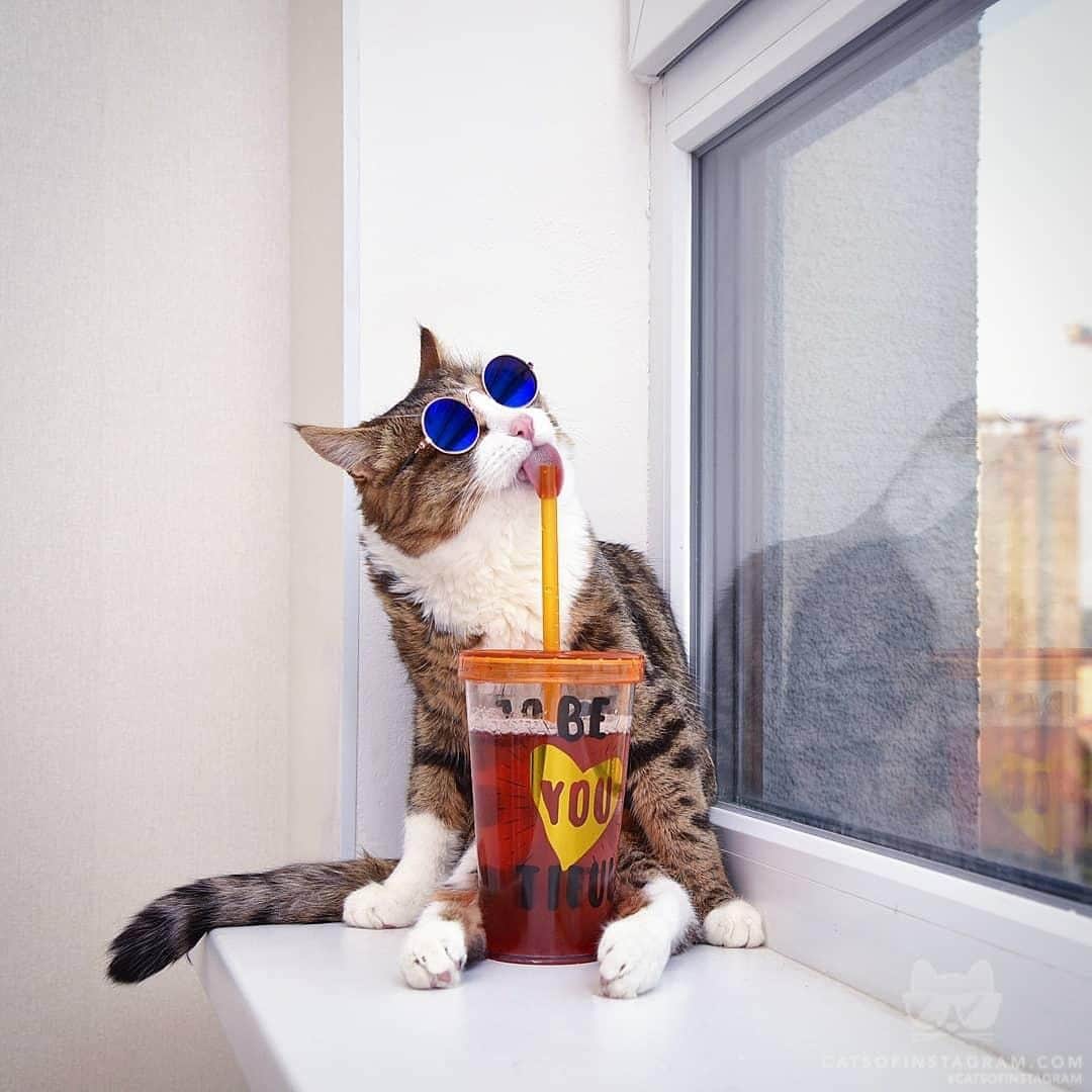 Cats of Instagramさんのインスタグラム写真 - (Cats of InstagramInstagram)「From @rexiecat: “Living the vaCATion life” #twitterweek #catsofinstagram」8月4日 22時05分 - cats_of_instagram