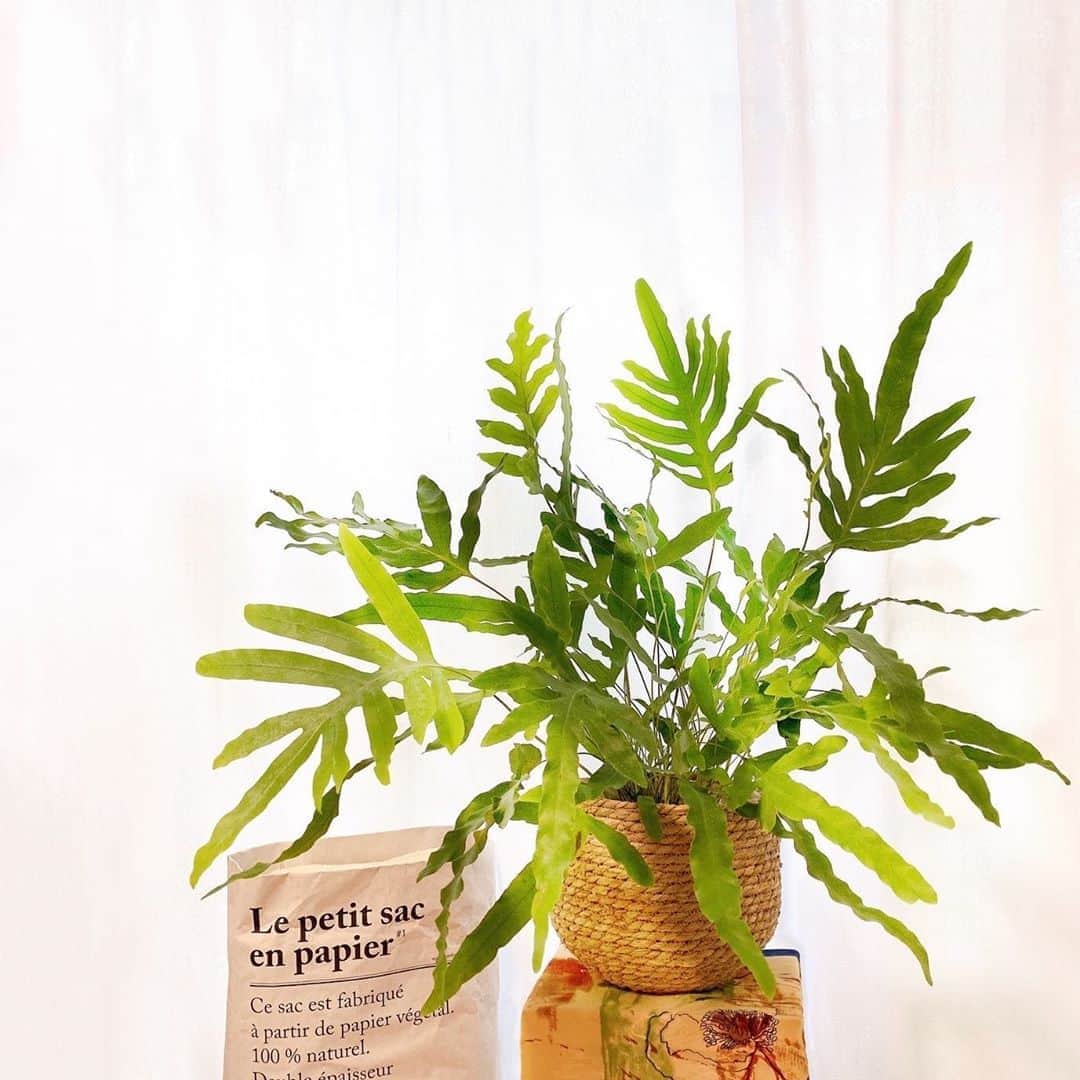 Sayakaのインスタグラム：「* 新入りちゃん🌿✨ 窓を開けていると風でゆらゆらして なんだか海藻みたいで涼しげ🤍 . . #plants #planstagram #bluestarfern #🌿  #植物のある暮らし #グリーンのある暮らし  #フレボディウムアウレウム #フレボディウムブルースター #ダイオウウラボシ」
