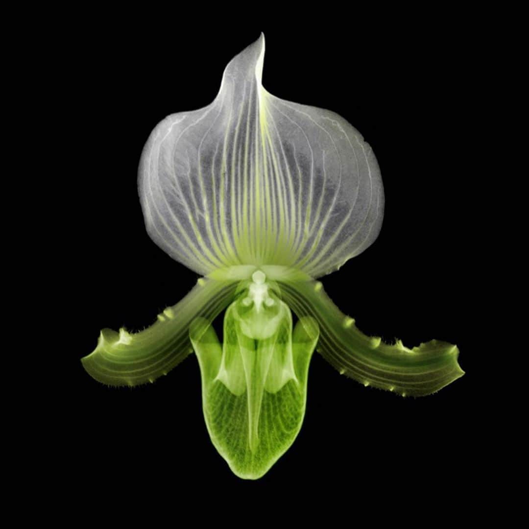 のインスタグラム：「X-ray Flowers #amkk #amkkproject #makotoazuma #azumamakoto #東信花樹研究所 #東信 #jardinsdesfleurs #shiinokishunsuke #flowerart #flower #flowers」