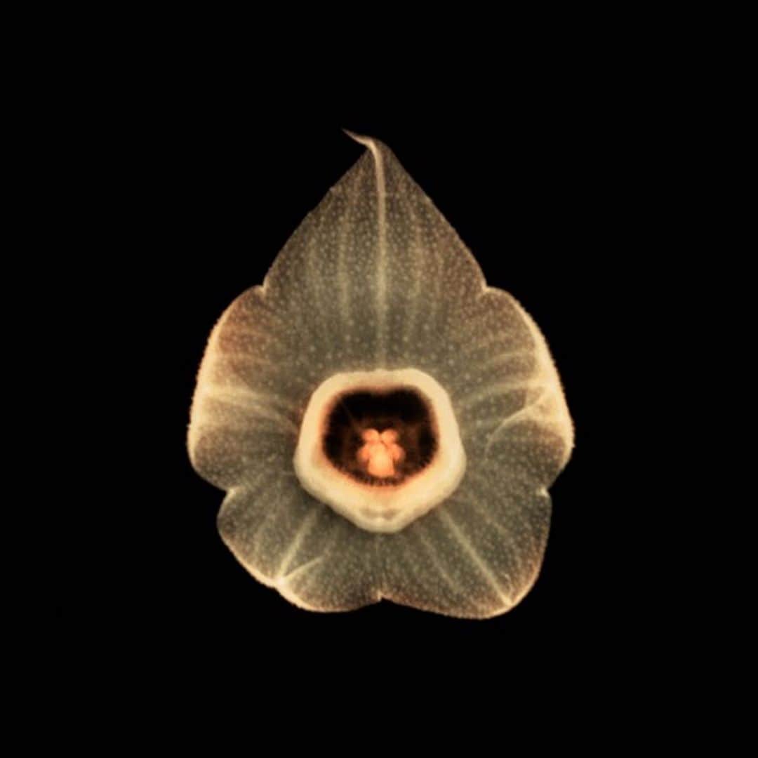東信さんのインスタグラム写真 - (東信Instagram)「X-ray Flowers #amkk #amkkproject #makotoazuma #azumamakoto #東信花樹研究所 #東信 #jardinsdesfleurs #shiinokishunsuke #flowerart #flower #flowers」8月4日 20時49分 - azumamakoto