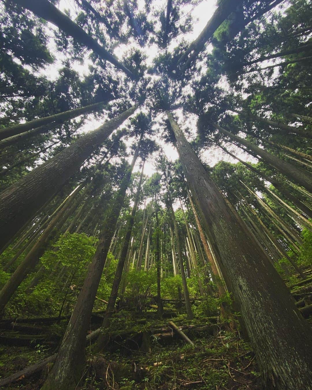 奥家沙枝子のインスタグラム：「梅雨明けしたから思う存分自然の中に飛び込みたい🌲🌲🌲 土と緑の匂いに癒される⛰💕 . . #御岳山　#ハイキング　#登山　#日帰り　#山　#山歩き　#hiking #mountain #nature #japan #tokyo #saturday #trip #dayoff #daytrip #chill」