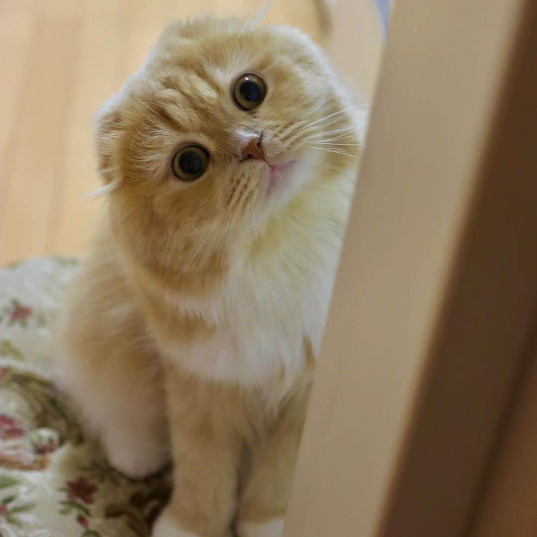 ベルのインスタグラム