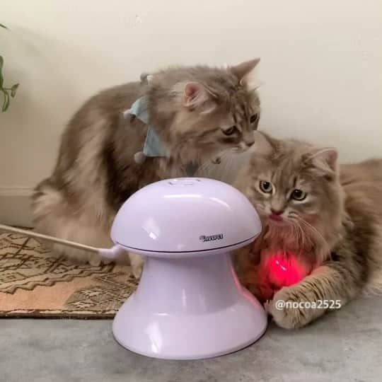 nocoaのインスタグラム：「． 明日21時から『今夜くらべてみました』にサラがちょろっと出るかもしれないので見てね📺 今度は地域によって見れないとかないはず！！  #おもちゃとサラ  #nocoa動画#catvideo#猫動画 #ロイサラ成長記録」
