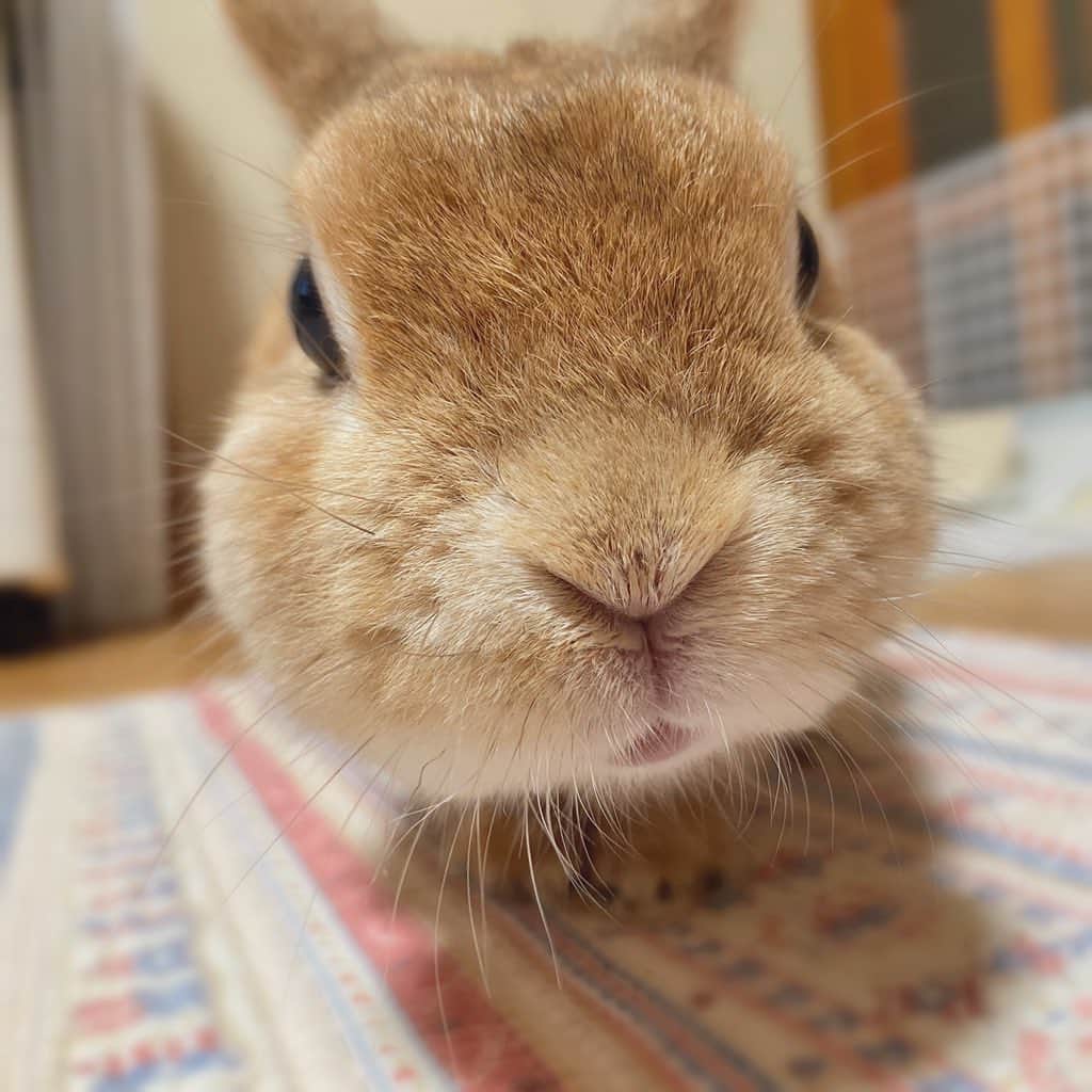 ラン?さんのインスタグラム写真 - (ラン?Instagram)「ペレット食べれるようになりました！！ 普通のことなんだけど、、、 食べれるって、すばらしい‪ \( ´꒳`)/‬✨ ☆ #うさぎ #ネザーランドドワーフ #rabbit #bunny #bunnystagram  #rabbitstagram  #cute  #かわいい #ふわもこ部  #もふもふ  #zip写真部  #アニマル写真部 #instagramjapan #netherlanddwarf #うさぎと暮らす  #うさぎのいる暮らし #癒し #kawaii #ランちゃん  2020.08.04」8月4日 21時32分 - mofumofuusako