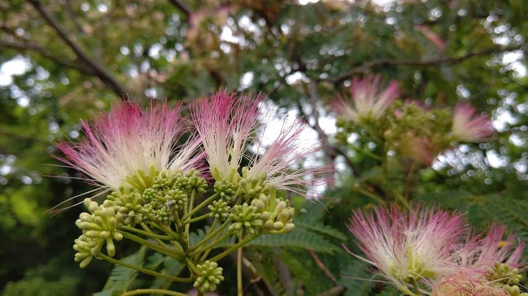 北海道放送「今日ドキッ!」さんのインスタグラム写真 - (北海道放送「今日ドキッ!」Instagram)「天気担当Sです。  仕事が立て込んで、 インスタ投稿、忘れてました🙇  きょうはひさびさの お花便りin中島公園  これは私が愛してやまない 合歓(ねむ)の木の花です🥰  このフワフワしたお花を見ると、 ホッコリした気持ちに なるんですよねー😆  オジギソウと同じ種類のよーですが、 葉っぱは触っても閉じません、残念💦  でもスマホのカメラが 「これは花火だ！」って、 なかなかピントが合いませんでした😅  #そらリサーチ 写真募集中」8月4日 21時37分 - hbc_kyodoki