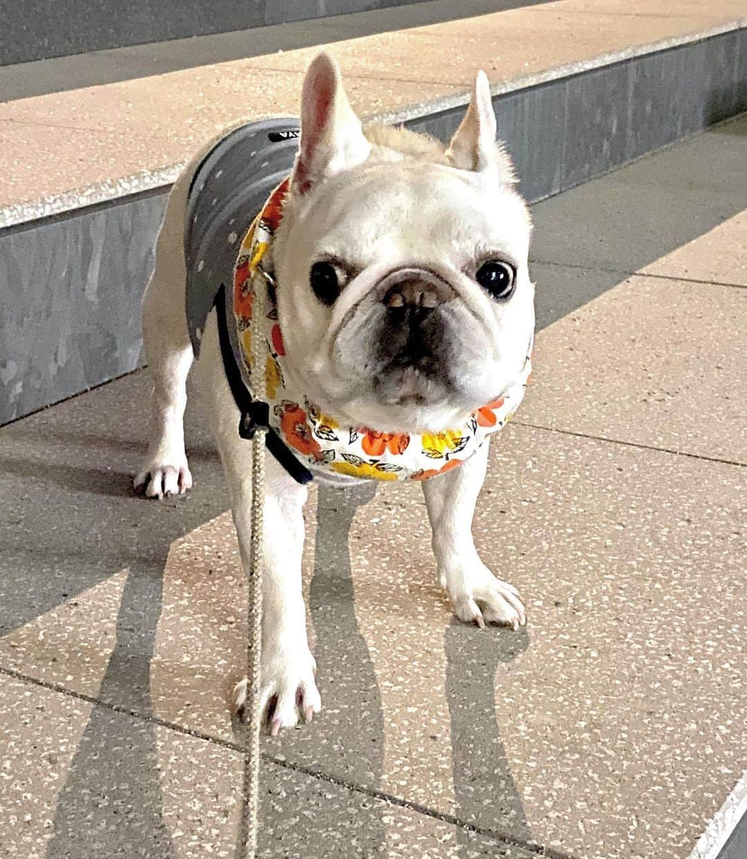 Ham-chanさんのインスタグラム写真 - (Ham-chanInstagram)「#frenchbulldog #frenchie #hamham #hamchan #フレブル #フレンチブルドッグ #はむちゃん #はむはむ  蚊に注意！🦟💥」8月4日 21時37分 - hide_ham_tank