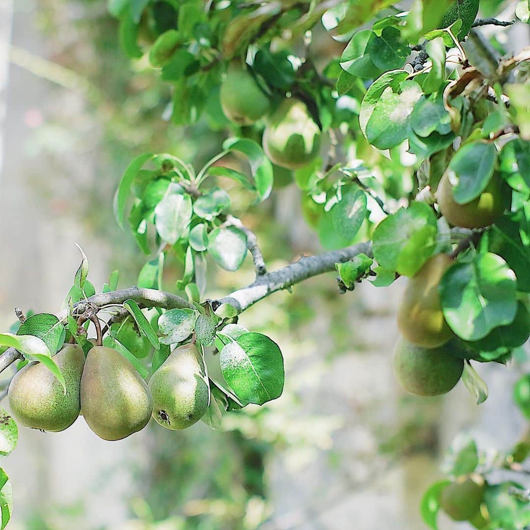 フランスアンティーク ランスタンさんのインスタグラム写真 - (フランスアンティーク ランスタンInstagram)「庭の果樹。  葡萄はまだ色付いてないし、洋梨も林檎もまだまだ若い。 ． 夏の日差しを浴びてじっくり美味しくな〜れっ。 ． #フランス田舎暮らし」8月4日 21時38分 - antique_france