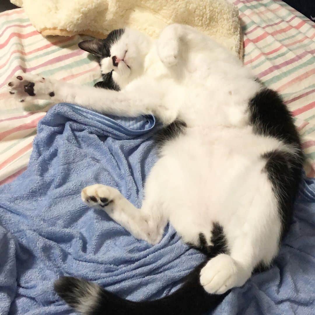 のインスタグラム：「その無防備さにムヒムヒしちゃうよ。  #ねこ#猫#cat#猫好き#親バカ#はちわれ#ハチワレ#はちわれ猫#ハチワレ猫#白黒猫部#にゃんすたぐらむ#ilovecat#猫大好き#うちの猫自慢#白黒猫 #我が家のぽんずくん #ちゅーちゅー妖怪」