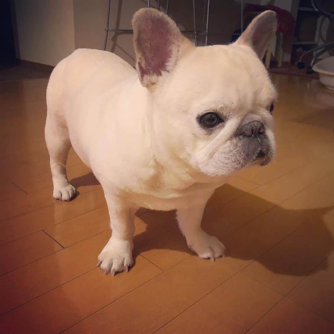 タニム（マーブル母）のインスタグラム：「* 晩ご飯食べたのにボーロが欲しいそうです。 アピールしなくても察して欲しいそうです。 * #以心伝心 #控え目マーちゃん #この後ボーロ食べました #ダイエットボーロだけどね #その３時間半後に #初物の梨も食べました #私のアモーレ🐷❤️」