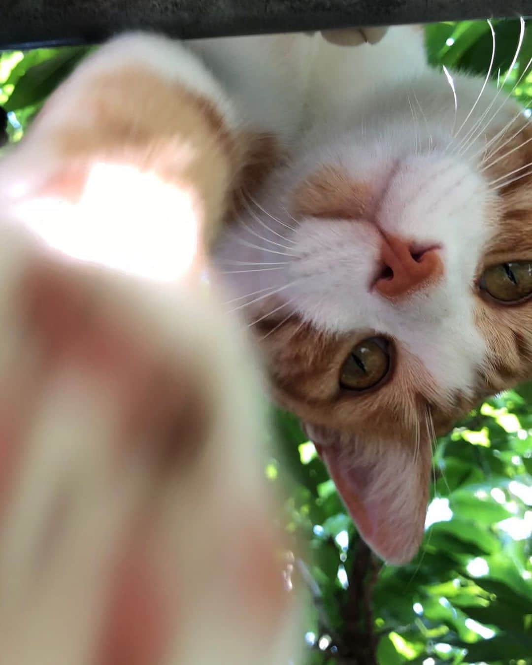中野みやびのインスタグラム：「下からアングル  #ねと #可愛い #ねこすたぐらむ #にゃんこ #猫 #ねこ #cat #茶トラ #肉球 #カメラ目線 #ありがとう #green #yellow #アイカラー #white #ねこぱんち #猫パンチ #緑 #自然 #群馬 #japan #wawawa #みやび」