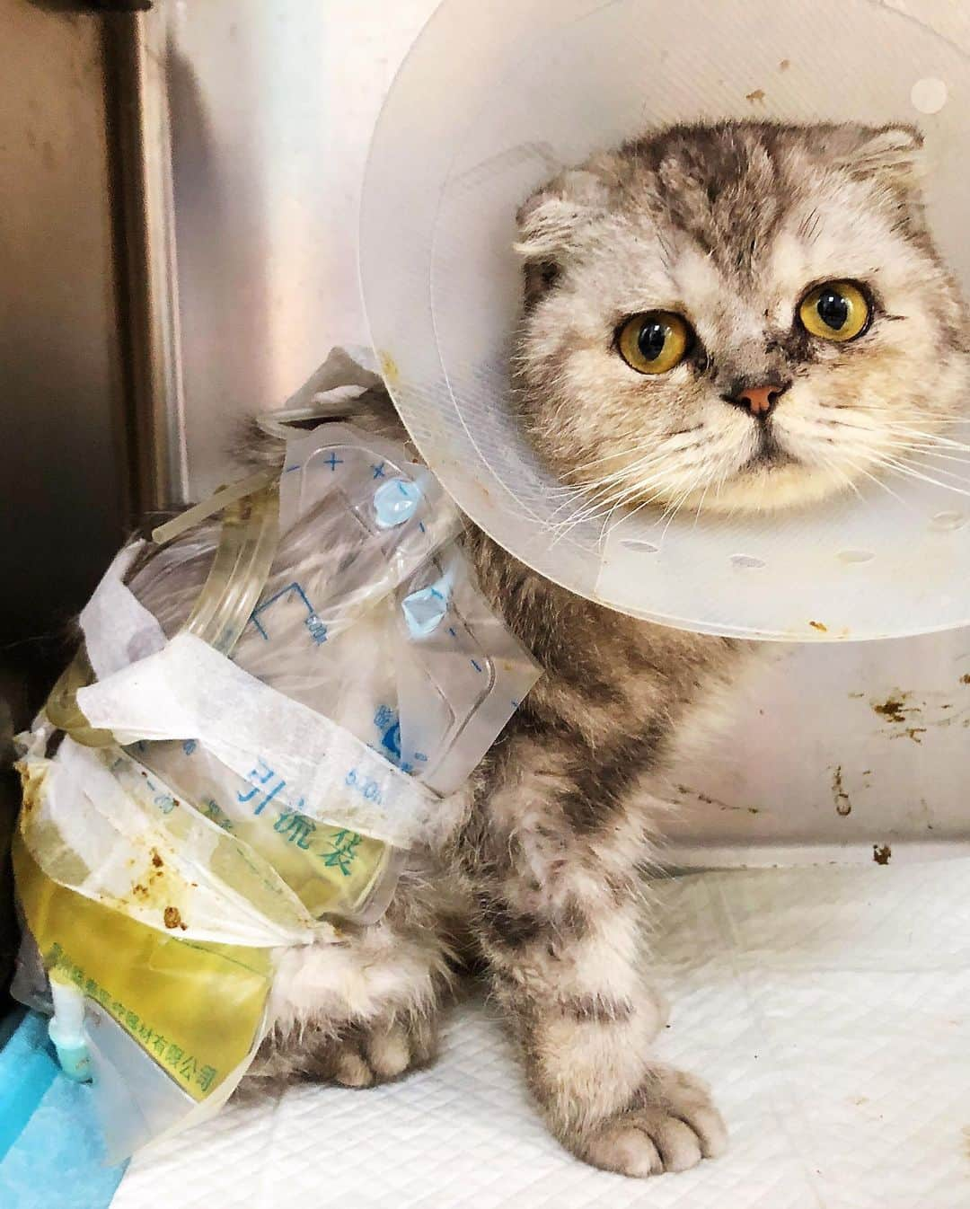 ルフさんのインスタグラム写真 - (ルフInstagram)「Pic 1-2 My brother and i found this cat at the dumpster and figure it out he has some problems, so we realized that he was abandoned,look at this super painful face ...  Pic 3-4 We immediately took him to the hospital for surgery and hospitalization. Pic 6-9 He was cured and discharged, the first day he is at new home,look at his beautiful face,totally different with the day we found him, his new happiness life is beginning 🥰🥰 This is #Fold,our new family member. - - #cat #cute #rescuecat #dontabandonyouranimals #dontgiveup #lovepower #familylove」8月4日 13時02分 - lanlan731