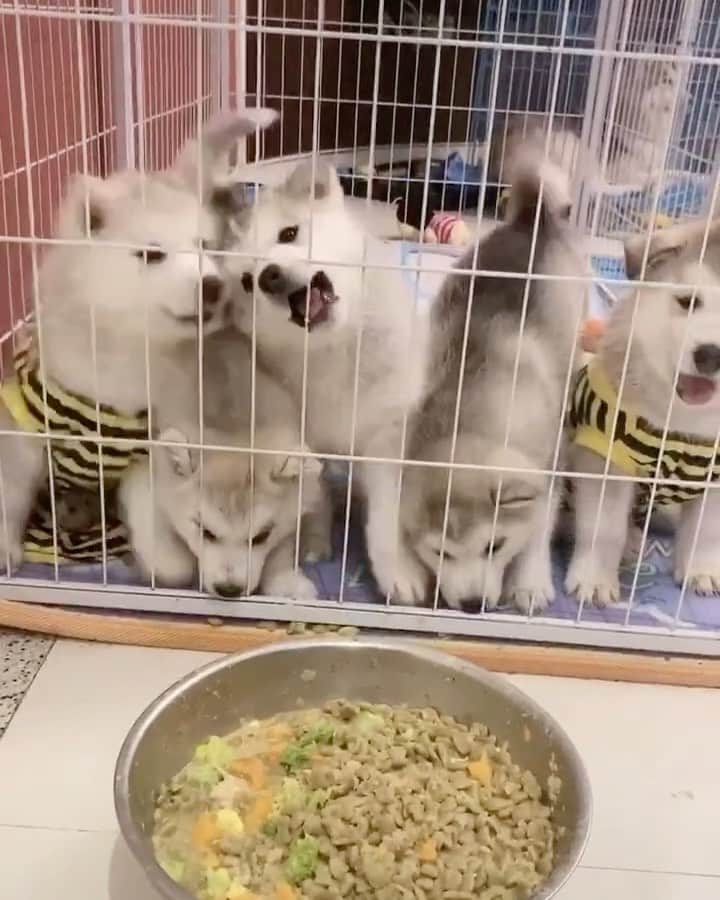 husky and malamuteのインスタグラム：「Actually，the door on the right is open.😂😂🤣  follow @alaskandaily （Twitter：alaskandaily）for more cute pic and video.😜 ……………………………………………………………… Each video was approved by the original author. But  don't have a Instagram account. We are first one post those video. So watermark credit @alaskandaily ……………………………………………………………… #alaskan#malamute#alaskanmalamute#alaskanhusky#malamutesofinstagram#puppylife#puppylove#puppydog#puppylover#dogdays#malamutepuppy#huskies#huskeypuppy#huskeiesreq#siberian#huskeiesofig#dogslife#dogsofnyc#cutedog#cutedogs#huskeypics#huskeylovers#huskygram#huskeylove#huskiesofinstagram#dogsofnyc#husky#狗」