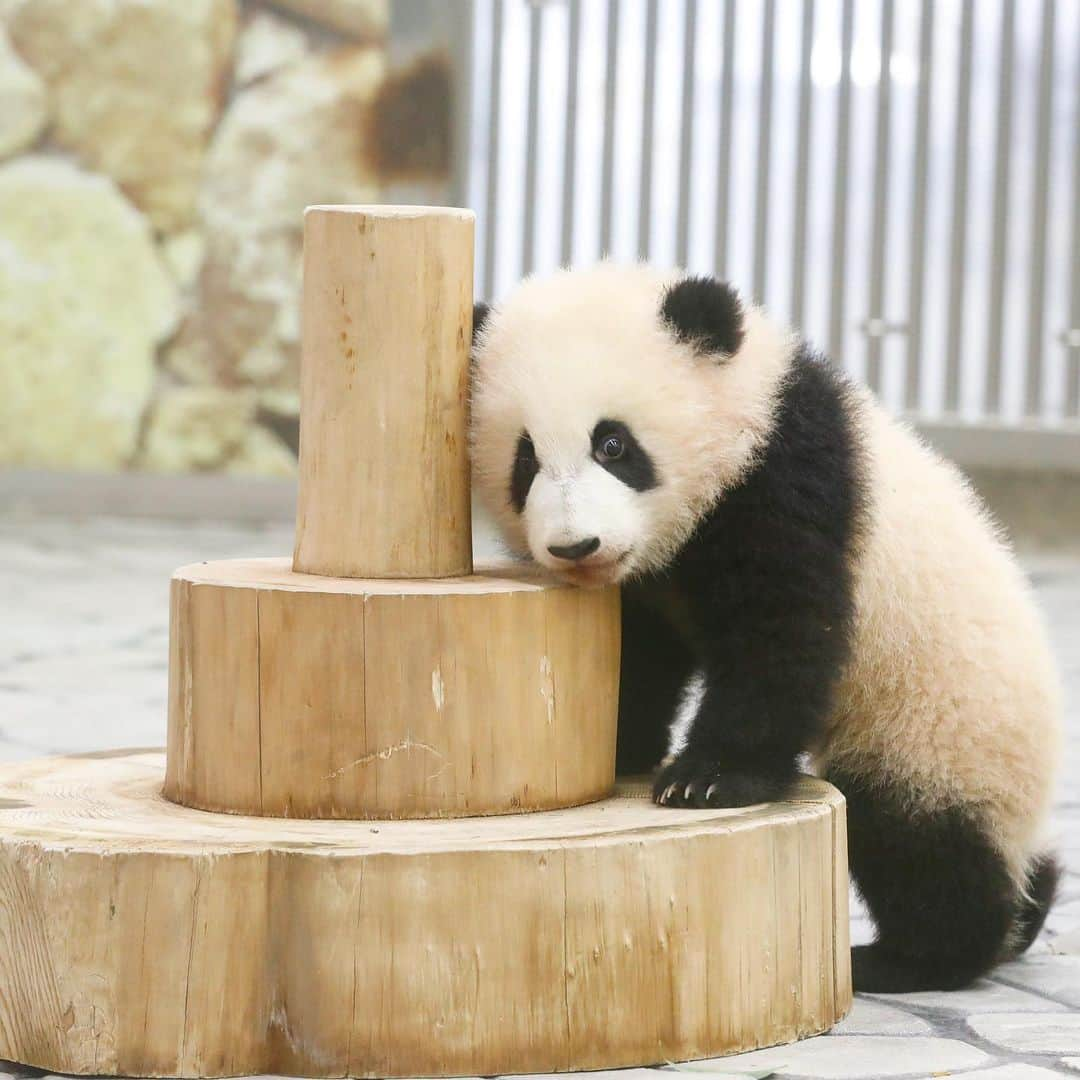 パンダ（白浜）さんのインスタグラム写真 - (パンダ（白浜）Instagram)「#彩浜 🌈🌈🌈 now playing #photography  #adventureworld  🐼😊🐼  #ADVENTUREWORLDPANDAS #baby #HELLOLITTLE #pandamental #hellopanda #ハローリトル #ハローパンダ #パンダグラビア #パンダ　and #panda #pandababy 🐼🐼🐼」8月4日 13時53分 - hellopanda_book