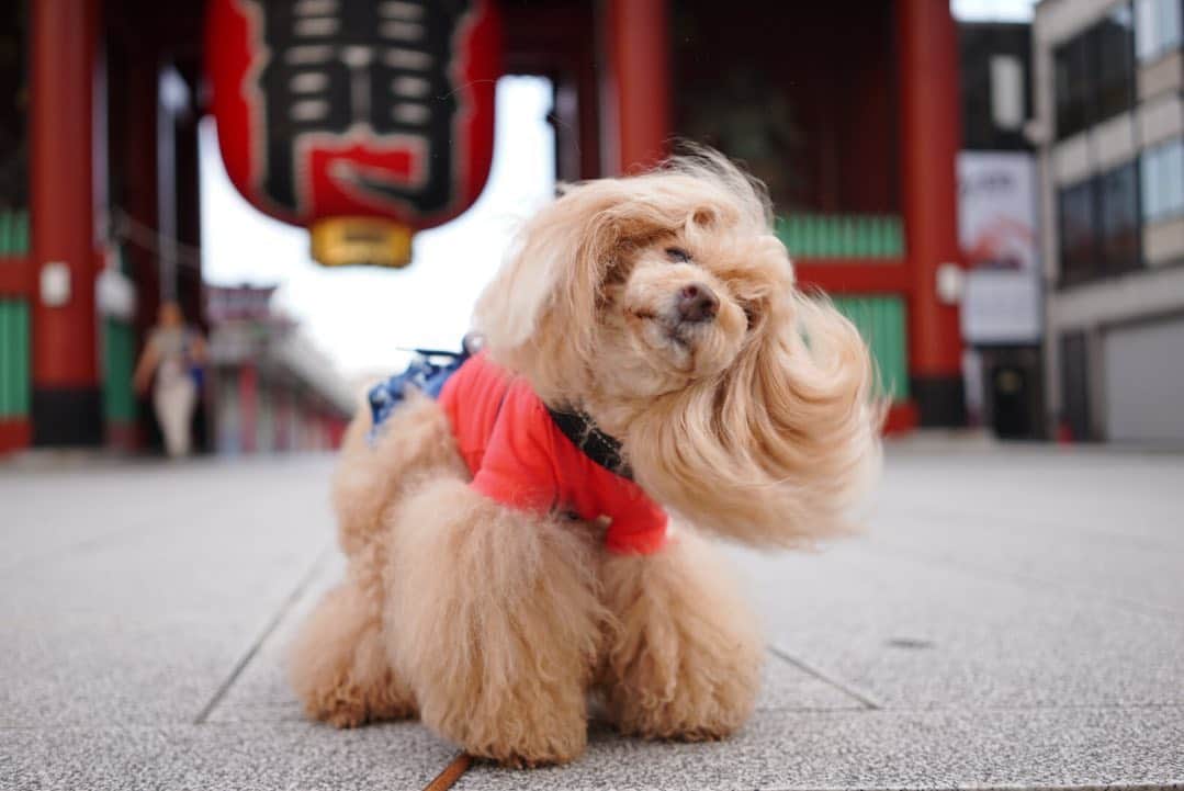 Toypoodle Mikuru?Asakusa Tokyoのインスタグラム：「20200804 Tuesday. Good afternoon! Friends 💕 みくドリル⚡️ . 暑い🥵 暑すぎる🔥 . テレワひるんぽもできず お家でオニク頂戴とアピールみきゅるん。 簡単にはあげられないぜ😎 . よるんぽ行くまで我慢してください✋🏻 . #雷門 #みくドリル #いきなり猛暑やら酷暑」