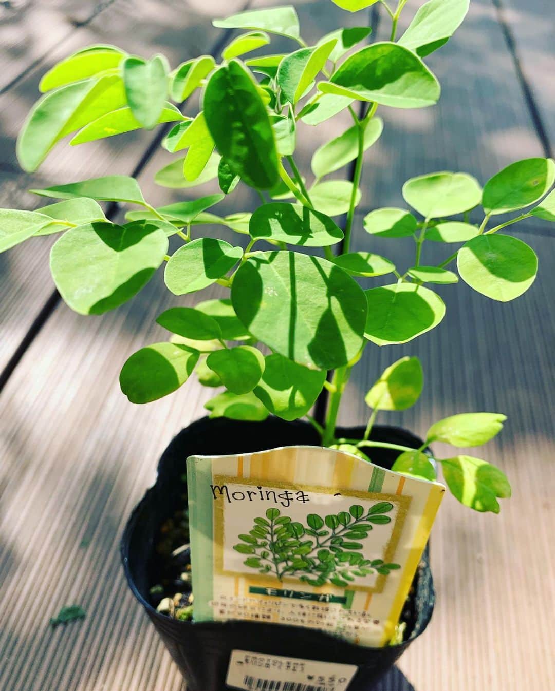 西内ひろさんのインスタグラム写真 - (西内ひろInstagram)「I harvested moringa grown from seedlings🌱🌱🌱  苗から育て始めたモリンガが育ったので収穫しました🌿スープやスムージーに入れてみよう🥤💕免疫UP！！！  #moringa  #モリンガ　#収穫　#緑　#グリーンスムージー #栄養　#エナジー　#免疫UP #家庭菜園　#スムージー #オーガニック　#無農薬」8月4日 14時01分 - 0214hiro