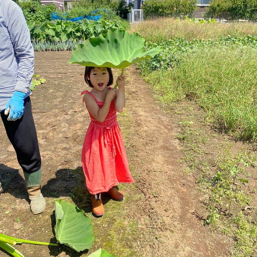 のインスタグラム：「まこと里芋の葉っぱ🟢 #里芋　#農業　#食育」