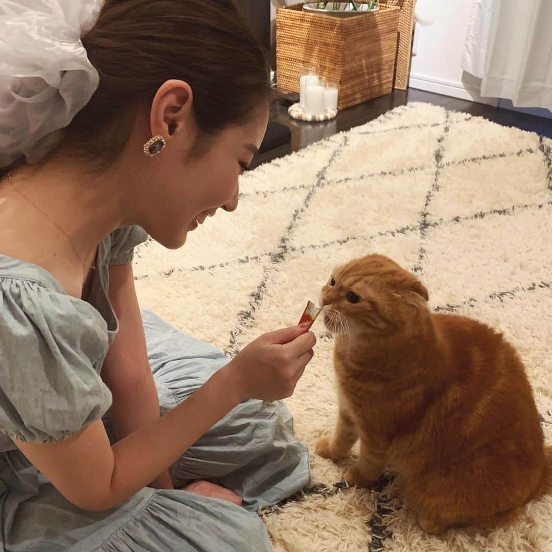 八尋莉那のインスタグラム：「ティティーのにゃん友🦁 ありおくんときなこちゃん🐱💕 @ariotokinako  きなこちゃんとは初めて会った時より少し距離が縮まったよ🥰💕 かわいいなぁ〜(*´ω`*)尊い🥺  #にゃん友#スコティッシュフォールド#マンチカン#レッドタビー#ねこすたぐらむ#instagram#potete」