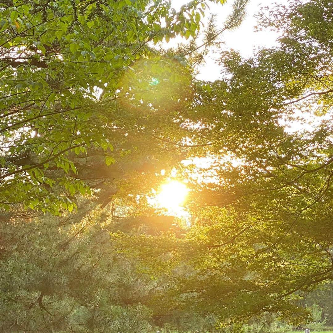 青山有紀さんのインスタグラム写真 - (青山有紀Instagram)「✨✨✨ #京都御苑」8月4日 14時37分 - yukiaoya
