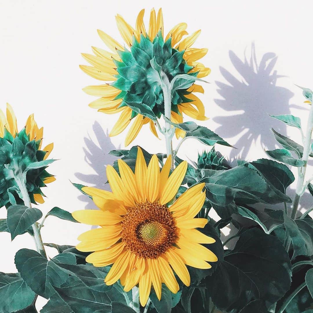 薗田杏奈さんのインスタグラム写真 - (薗田杏奈Instagram)「#snuflower 2020.8.4♡」8月4日 15時15分 - love.byanna