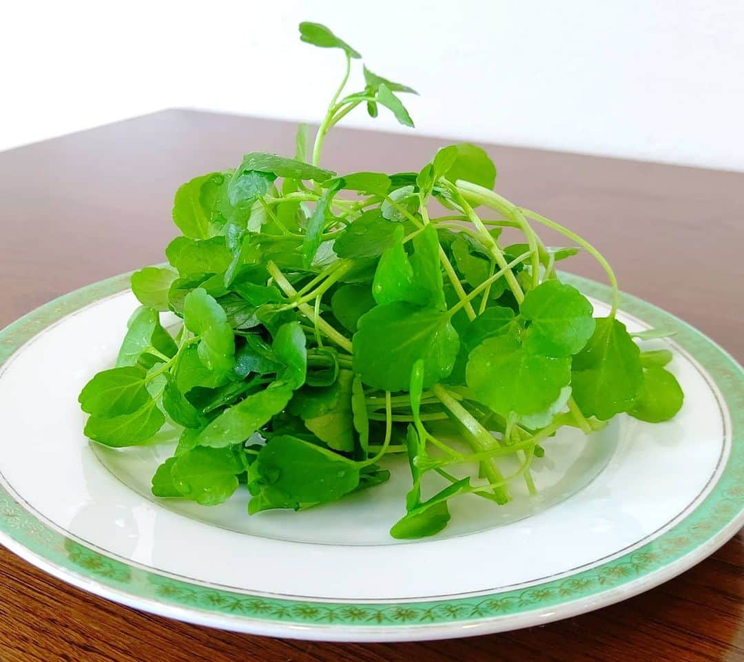 京野美麗のインスタグラム：「🌱 Watercress harvest！」