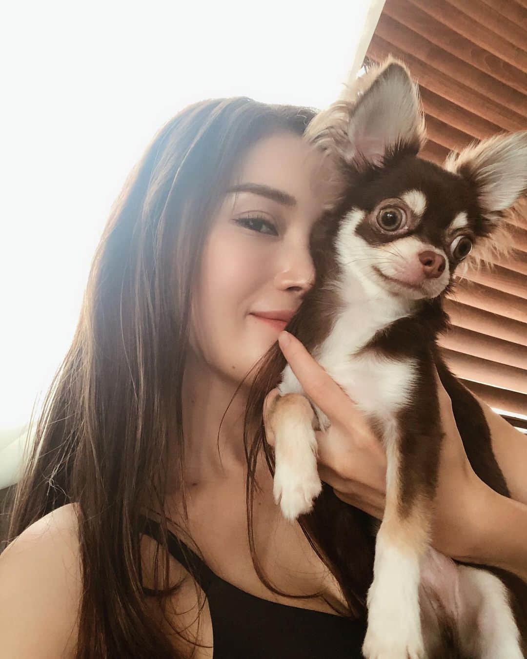 のインスタグラム：「暴れん坊のハウルさん🤎 顔蹴られたり色んなとこ噛まれたりするけど暴れてるのは今のうちだけ！ ココさんは落ち着いてしまわれた👵🏼  多頭飼いってこんな大変だとは思わんだ🙂　ココ、ハウルは仲良くなって欲しいばかり⭐︎  #chiuahua  #多頭飼い」