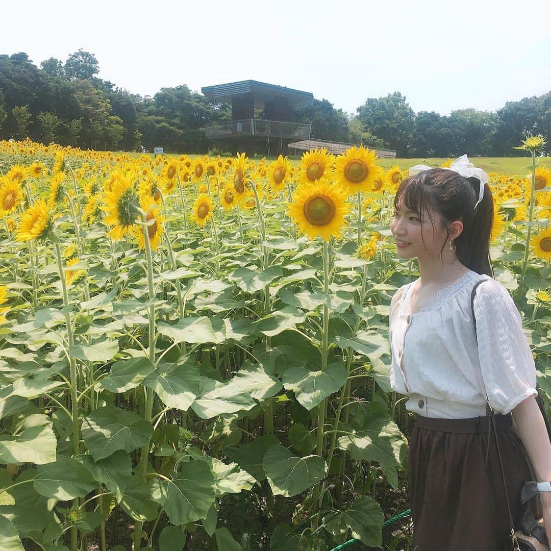 横道侑里さんのインスタグラム写真 - (横道侑里Instagram)「今日はぱぱとガーデンパークに大好きなひまわり見に行ってきました🌻 可愛すぎた❤️✨まだ若くて元気で見頃だったぞーい！ あっつかったけど、癒された…」8月4日 16時24分 - sideroad615