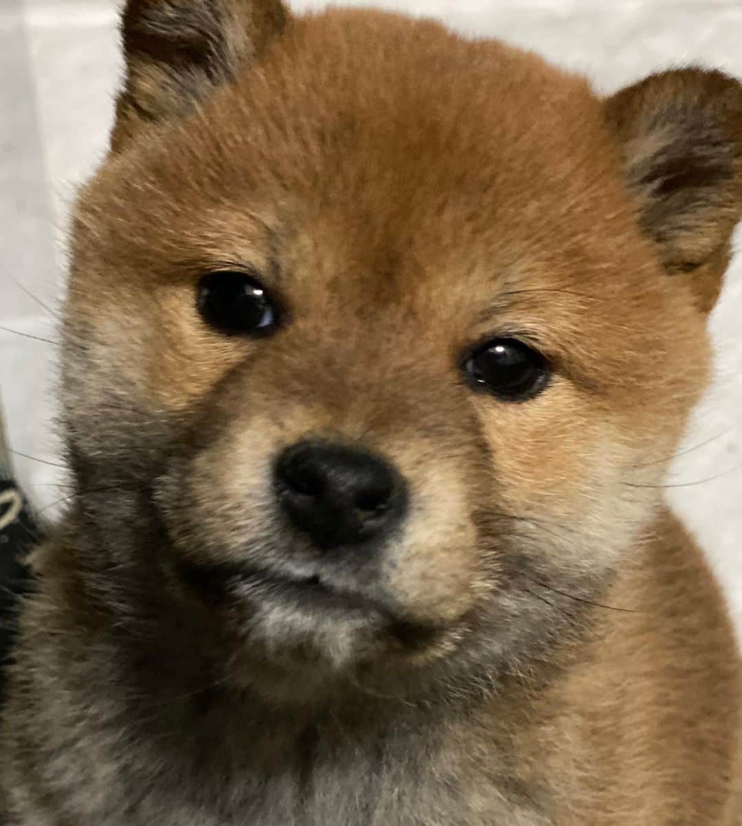小松千絵さんのインスタグラム写真 - (小松千絵Instagram)「‪実家から送られてきた愛犬の写真。‬ ‪3月に我が家にやってきてから約半年。‬ ‪何が起きたのでしょうか。‬ ‪眉毛。。。😂‬  #柴犬  #しばいぬ  #柴  #犬 #もふもふ #眉毛  #なぜ眉毛」8月4日 16時43分 - komao_chie