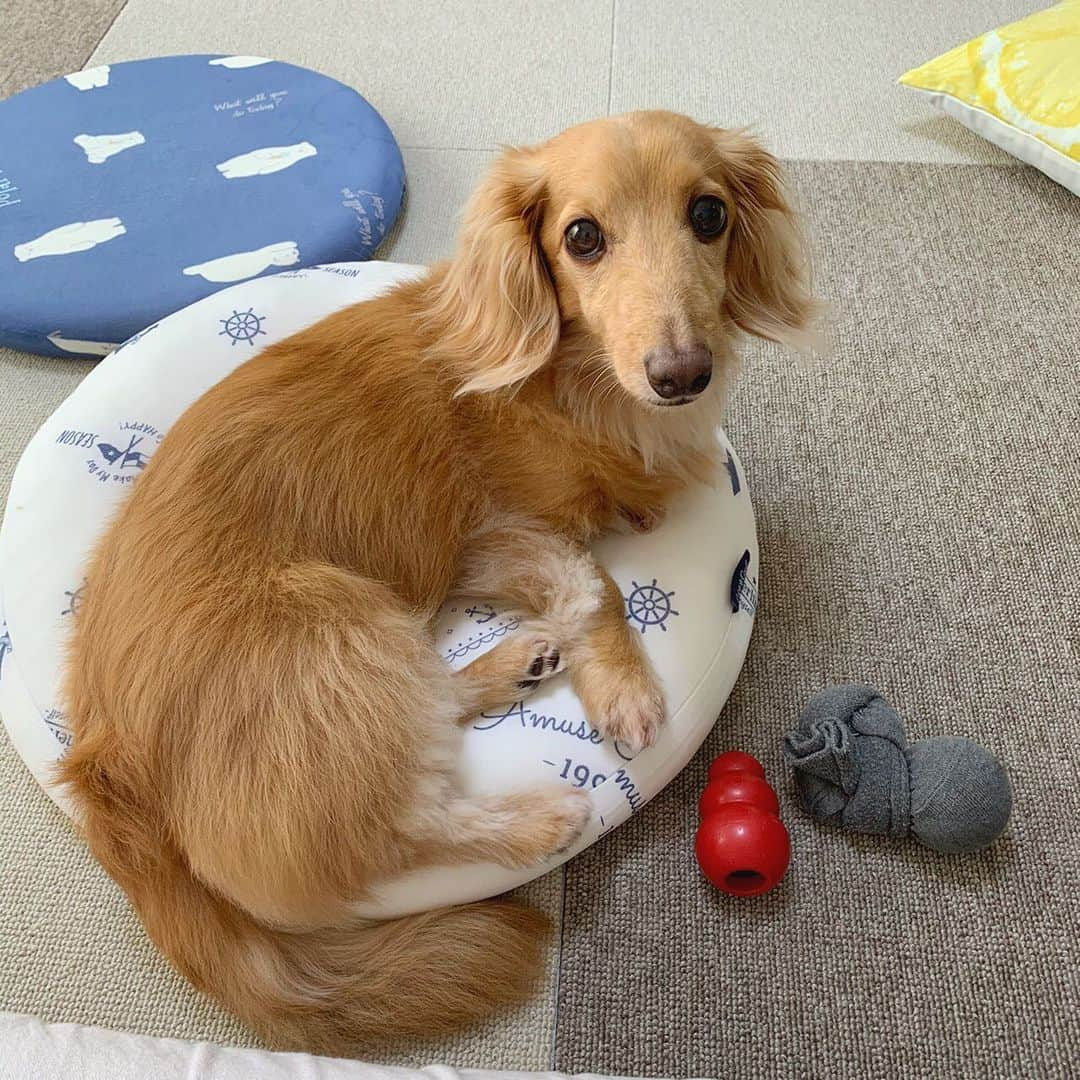 Sora Momoさんのインスタグラム写真 - (Sora MomoInstagram)「シンクロそらともも🐶🐾🐶 ☺︎ 珍しくももお気に入りのクールクッションで寛ぐそら ナデナデしてあげたら膝の上にいたももがさっと降りて隣に同じポーズで並んだんだって😂 ☺︎ 昨日仕事に行ってる間に先に帰宅したお姉ちゃんが撮ってLINEで送ってくれた写真です ☺︎ #シンクロ#並んで撫でてアピール#わざわざ膝から降りて#隣に並ぶもも笑#おもしろいことは#いる時にやってよね#仲良し#そらともも#お姉ちゃん撮影 #ダックス#ミニチュアダックス #dachshund #miniaturedachshund」8月4日 22時14分 - teratera_sorapu_