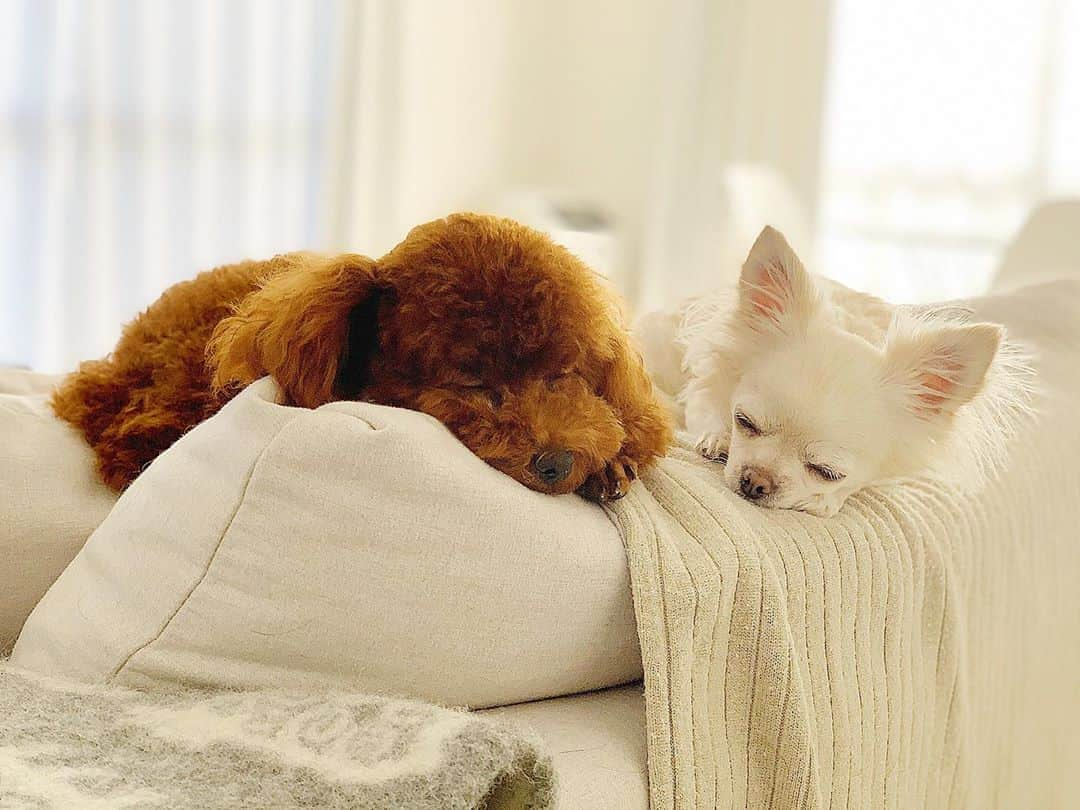 MISAのインスタグラム：「ぴこがおっきくなったからめるの方が妹みたい😹🤍  #犬#犬のいる暮らし#犬好きな人と繋がりたい#犬バカ部#いぬ#いぬのきもち#dog#dogstagram#doglover#チワワ#ブランバーズ#ブランバーズチワワ#ロングコートチワワ#プードル#トイプードル#トイプードルレッド#プードルカット」