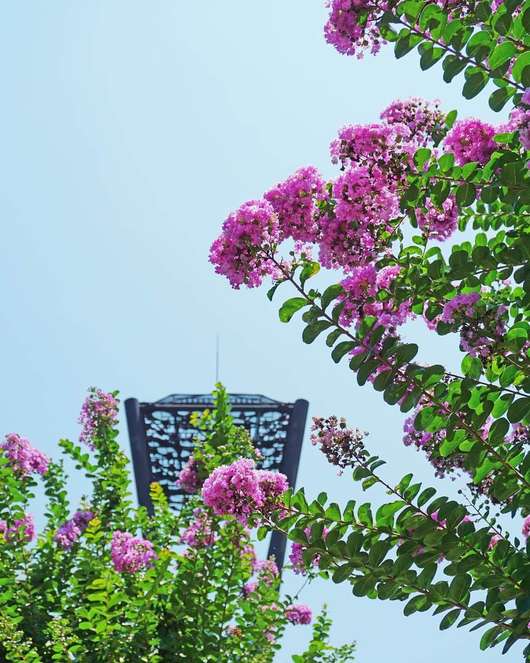 平塚市さんのインスタグラム写真 - (平塚市Instagram)「* 夏から秋にかけて 「１００日間花が咲く」といわれる 百日紅(サルスベリ)が見ごろ。 夏の深い緑に負けない 濃いピンクの花が魅力です。 *** #手をつなぎたくなる街 #hiratsukagood #hiratsuka#平塚 #kanagawaphotoclub #総合公園#公園 #平塚市総合公園 #百日紅 #サルスベリ #はなまっぷ #ザ花部#季節の花 #週末の過ごし方 #日々#暮らし #instagramjapan#igersjp」8月4日 17時36分 - hiratsukagood