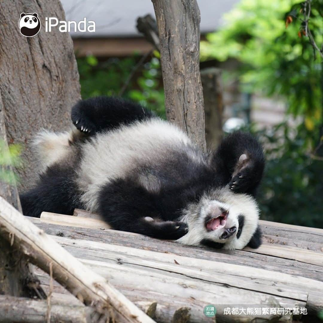 iPandaさんのインスタグラム写真 - (iPandaInstagram)「Change an angle to view the world, then you would find more interesting things! 🐼 🐾 🐼 #panda #ipanda #animal #pet #adorable #China #travel #pandababy #cute #photooftheday #Sichuan #cutepanda #animalphotography」8月4日 17時30分 - ipandachannel