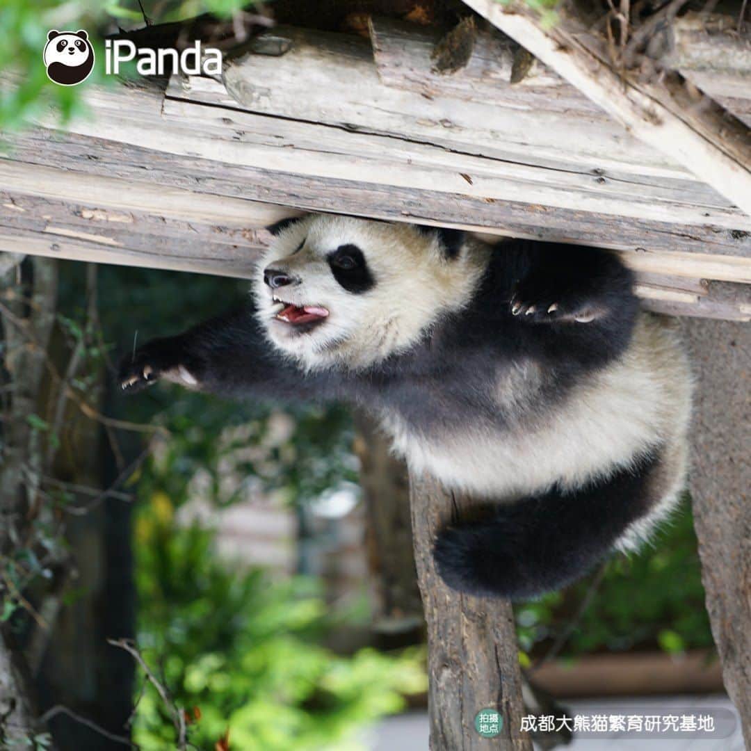 iPandaさんのインスタグラム写真 - (iPandaInstagram)「Change an angle to view the world, then you would find more interesting things! 🐼 🐾 🐼 #panda #ipanda #animal #pet #adorable #China #travel #pandababy #cute #photooftheday #Sichuan #cutepanda #animalphotography」8月4日 17時30分 - ipandachannel