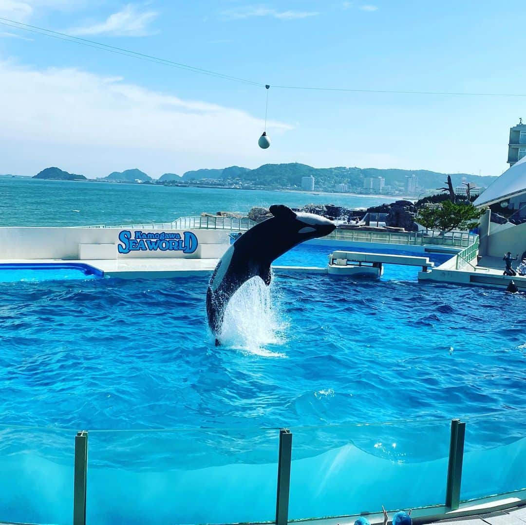 テレビ東京「どうぶつピース‼︎」のインスタグラム