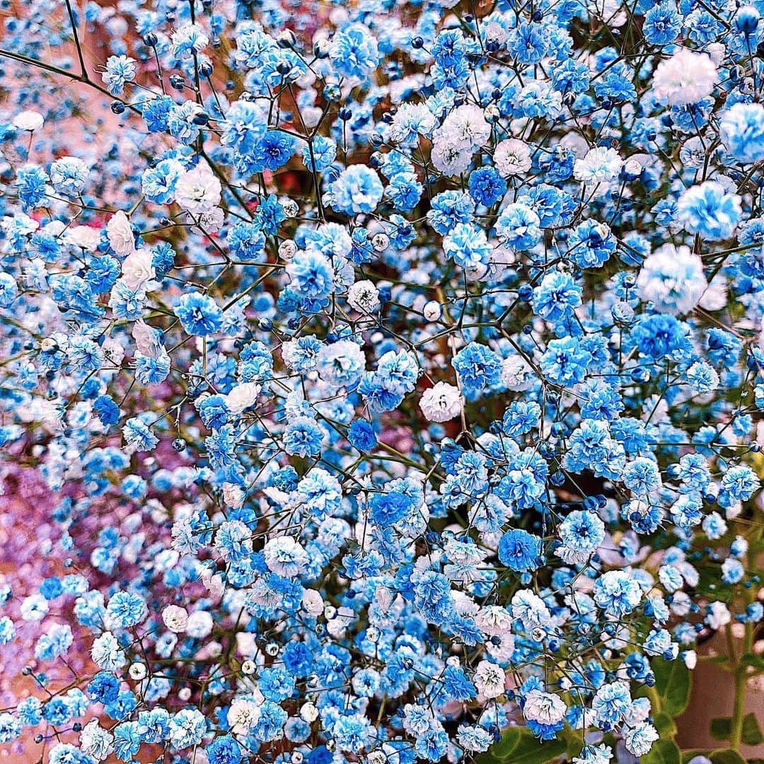 鈴木芳奈のインスタグラム：「かすみそう：花言葉「幸福」 For you〜♪ >>わたしを応援してくださってる方がわたしの親友ちゃんも応援してくださって。ほんとに嬉しい。そういう繋がり、ほんとにほんとに愛を感じるよ。そしてこの間のインスタライブに5年前に出逢った応援してくれてる方とも話せたりと、新しく出会った方々も昔から知ってくださってる方々も本当に繋がりが嬉しい。早く直接あいたいね:)」