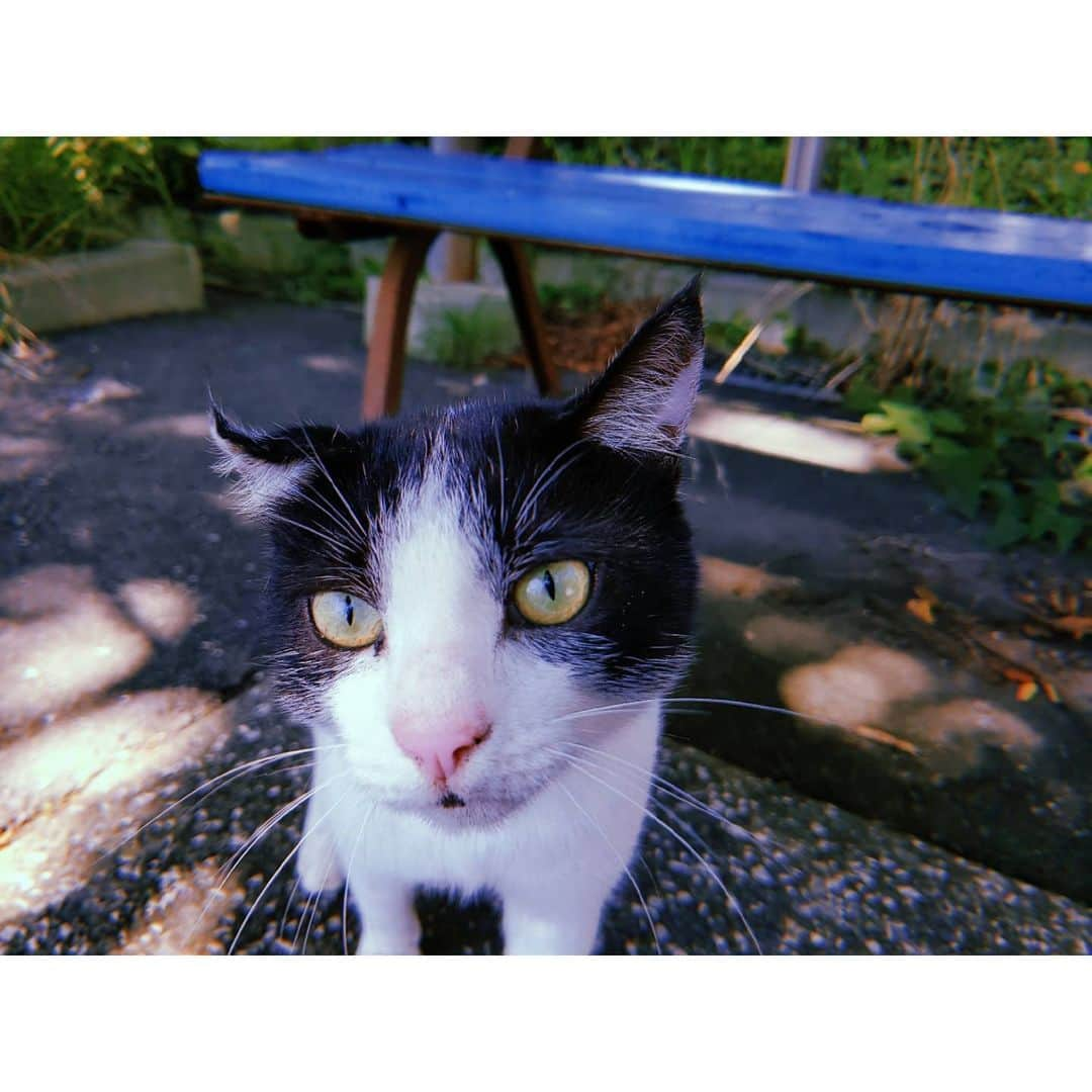 杉原枝利香さんのインスタグラム写真 - (杉原枝利香Instagram)「♡♡♡ #cutecat #lovely #cat #nyan . . 可愛すぎたから撮ったのいっぱい載せる🐾 . . #りンご #杉原枝利香 #actress #model  #rq #シードル  #cidre #hardcider #シードルアンバサダー #ambassador #乾杯 #cheers #りんご #林檎 #apple #お酒 #🍎」8月4日 18時39分 - erikasugihara