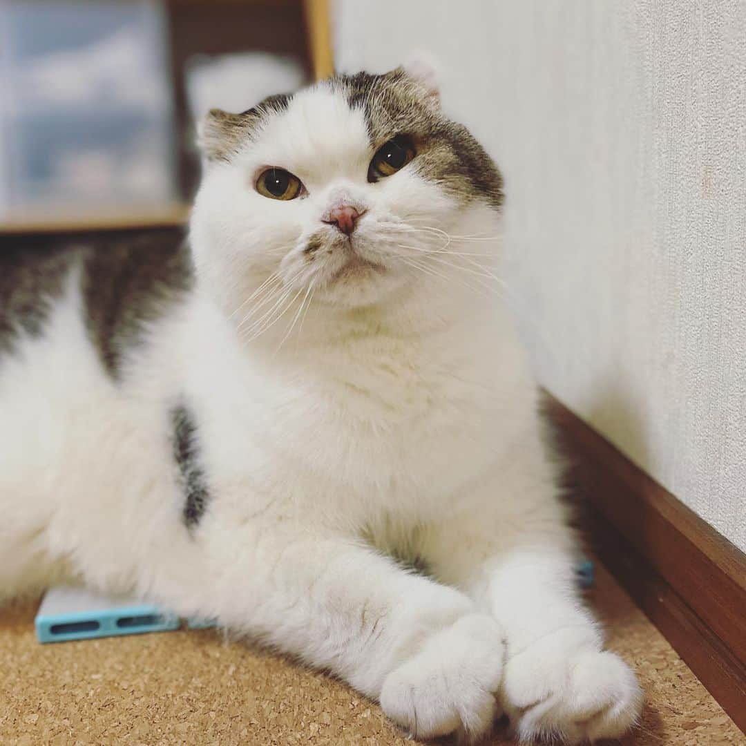 8n21のインスタグラム：「やっと夏毛になった  #顔だけ #cats #ねこ部」