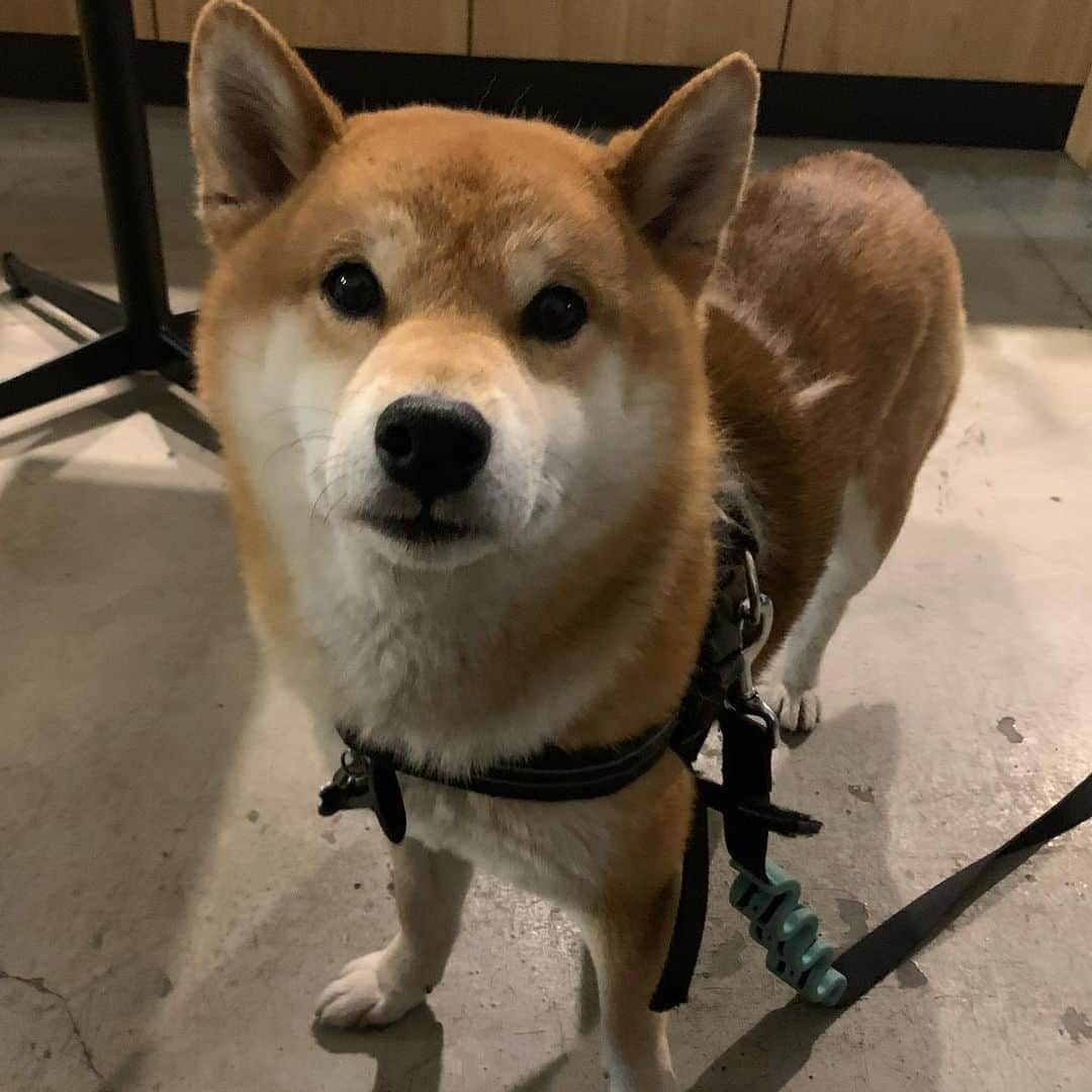 Shibainu Pontaさんのインスタグラム写真 - (Shibainu PontaInstagram)「これから冬なのに毛が抜けていくぽん様。日本の天候に合わせるのは変わらないみたい😶  . #柴犬#ぽん太#メルボルン#オーストラリア#ふわもこ部#Melbourne#Australia#shiba#shibainu#ponta#kawaii#inu#Japanesedog#海外生活#doggy#日本#墨爾本#shiba_snap」8月4日 19時08分 - pontasyk