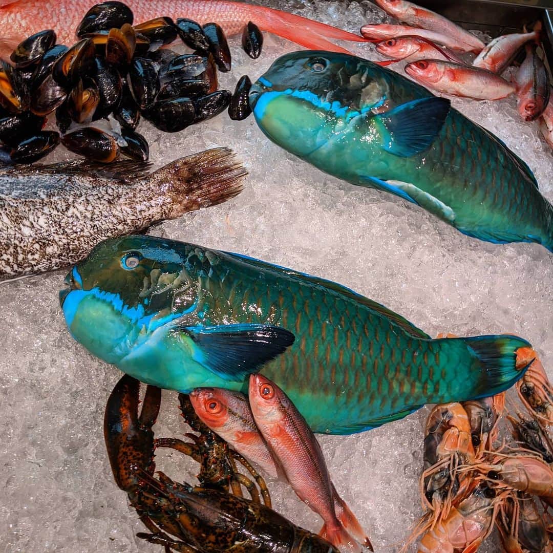 山下晃和さんのインスタグラム写真 - (山下晃和Instagram)「【MODEL】イラブチャー  #Ishigaki #石垣島 #石垣市 #Okinawa #沖縄 #イラブチャー #青い #キレイ #魚 #fish #自然の色 #color #colorful #tropical」8月4日 19時09分 - travel_akikazoo