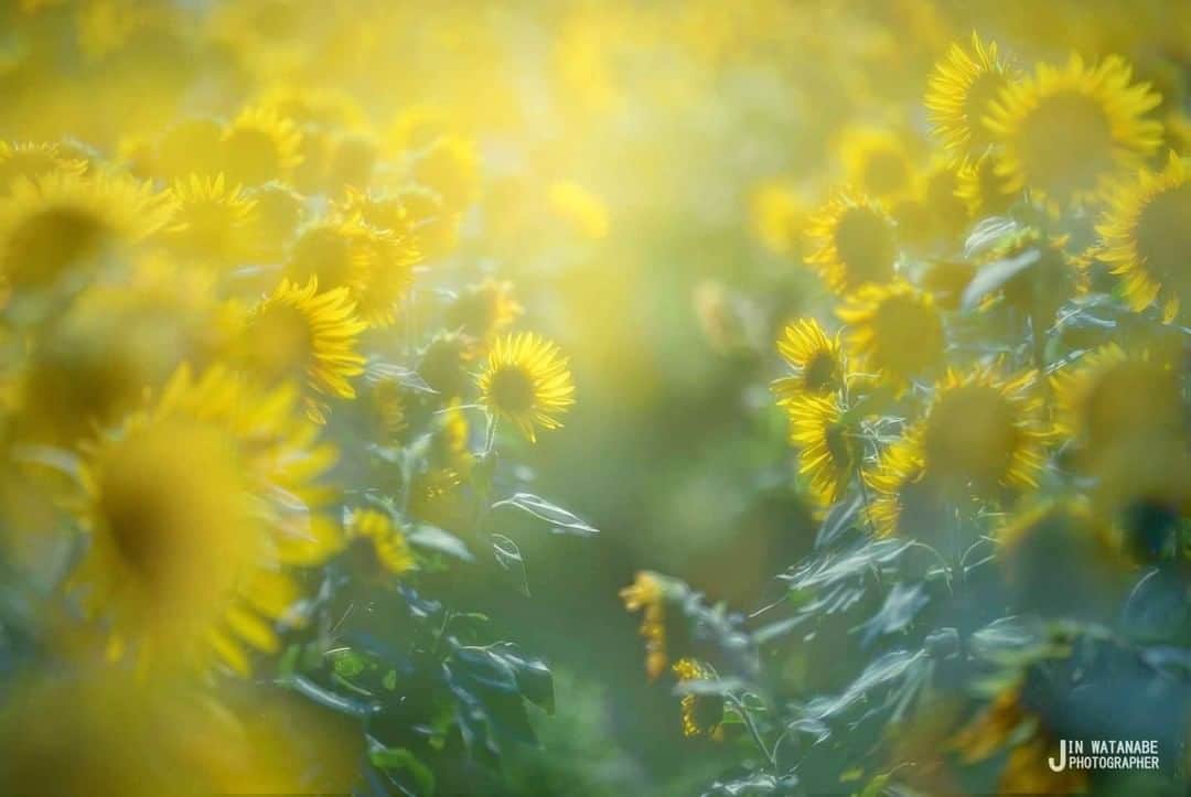 のインスタグラム：「Photo by 渡部 仁.⠀ .⠀ Original Post[投稿いただいたURL]⠀ https://www.facebook.com/photo.php?fbid=3036633453077357⠀ .⠀ 本アカウントは、 #私の花の写真 をつけてInstagramに投稿された皆さまの花の写真や、「花の写真館」Facebookページで投稿された花の写真を紹介します。⠀ 「花の写真館」Facebookページは、「 @floral.photograph 」のプロフィールにあるURLからご覧ください。⠀ .⠀ ※各自、政府、自治体など公的機関の指示に従った行動をお願いします。⠀⠀ 東京カメラ部および分室では、写真を「見る楽しみ」を提供することを通して、微力ながら皆様にわずかな時間でも癒しをお届けしたいと思っております。⠀ ※本アカウントは東京カメラ部がFacebook、Instagramのサービスを利用して運営しているもので、Facebook社・Instagramとは一切関係ありません。⠀ .⠀ #花の写真館 #floralphotograph #floralphoto #flower #flowers⠀ Follow: @floral.photograph」