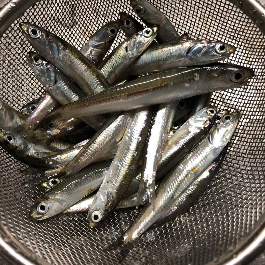 セイン・カミュさんのインスタグラム写真 - (セイン・カミュInstagram)「Today’s catch❣️ Baby sardines❗️ Made Tsukudani/イワシの佃煮❗️😋 #thanecamus #sardines #佃煮 #sardinesinsoysauce #catchoftheday #bonapetit」8月4日 19時26分 - thanecamus